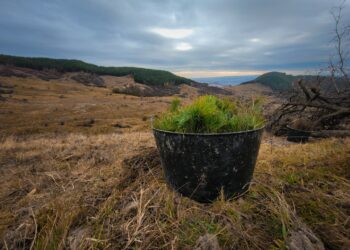 HS Timber Group a sprijinit în anul 2021 proiecte sociale de peste 5,06 milioane de Euro